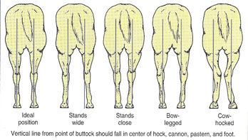 Illustration showing back horse legs with ideal position; stands wide; stands close; bow-legged; and cow-hocked (from left to right).
